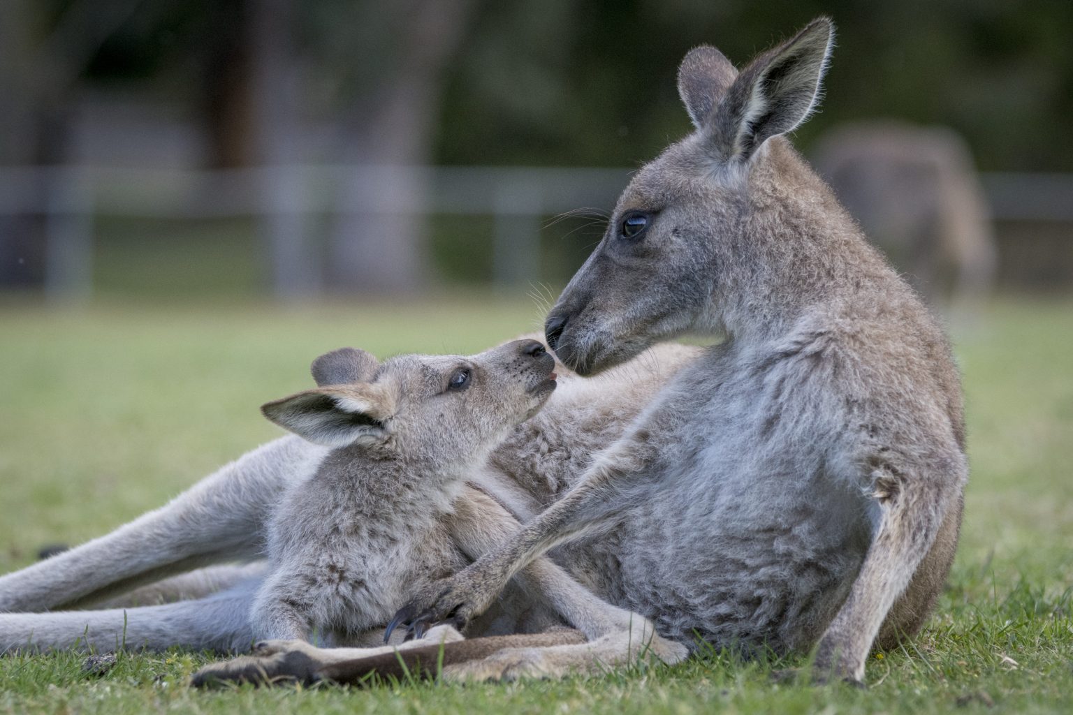 wild life kangaroo baby joey