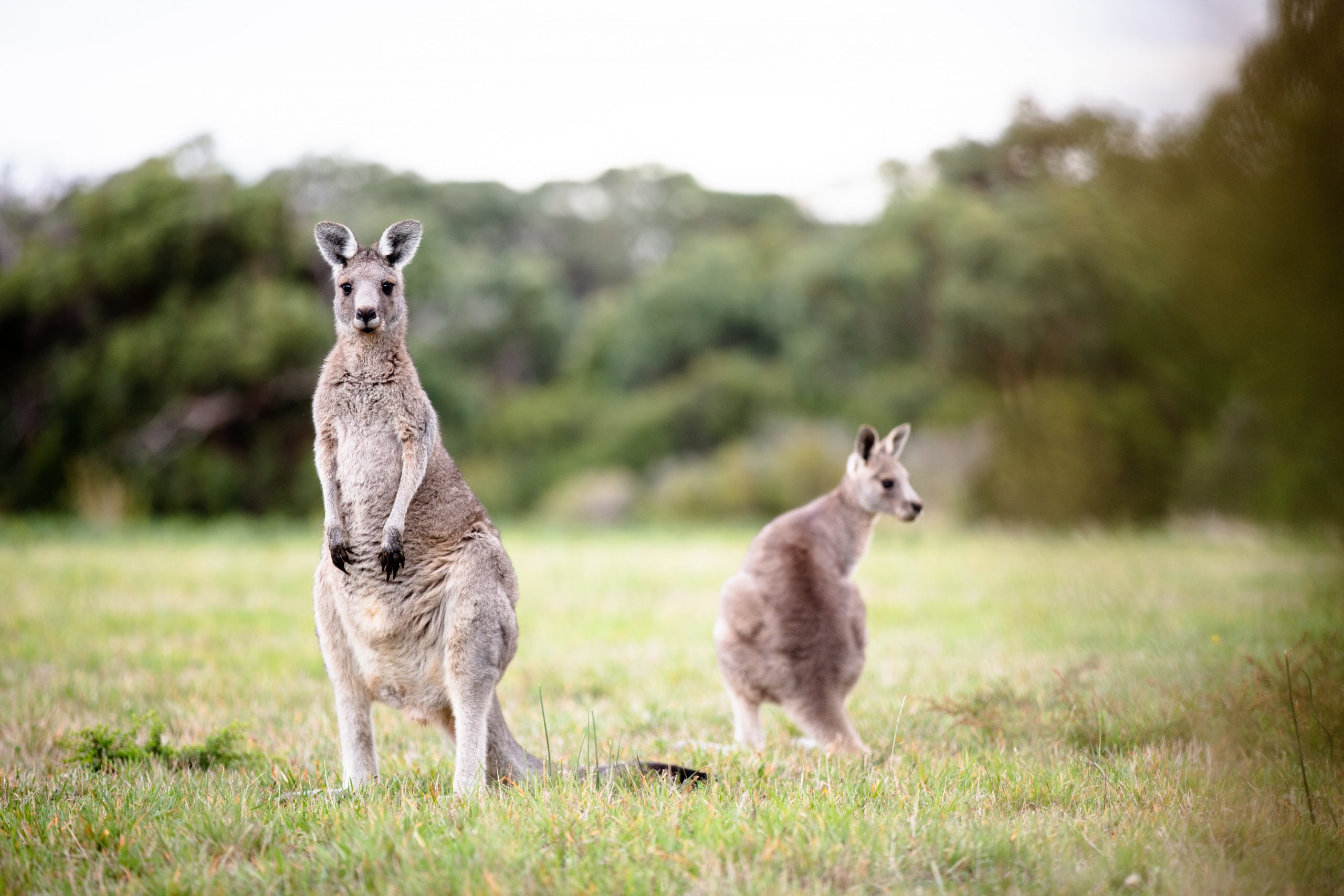 Prom Wildlife Viewing Area - South Gippsland